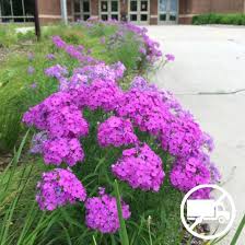 Attēlu rezultāti vaicājumam “Carex pilosa flower”