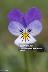 Attēlu rezultāti vaicājumam “Viola tricolor flower”