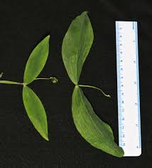 Attēlu rezultāti vaicājumam “Lathyrus latifolius leaf”