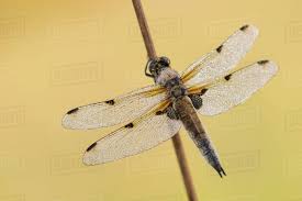 Attēlu rezultāti vaicājumam “Libellula quadrimaculata”