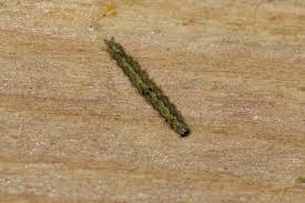 Attēlu rezultāti vaicājumam “Eilema depressa imago”