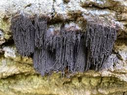 Attēlu rezultāti vaicājumam “Stemonaria irregularis macro”