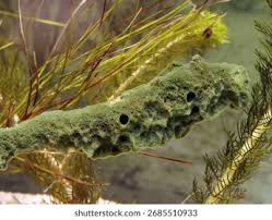 Attēlu rezultāti vaicājumam “Spongilla lacustris”