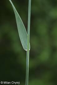 Attēlu rezultāti vaicājumam “Elytrigia repens subsp. arenosa”