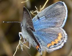 Attēlu rezultāti vaicājumam “Polyommatinae”