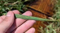 Attēlu rezultāti vaicājumam “Puccinia agrostidis”