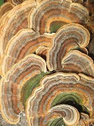 Attēlu rezultāti vaicājumam “Trametes versicolor”