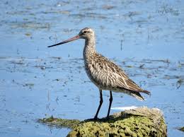 Attēlu rezultāti vaicājumam “Limosa lapponica adult”
