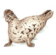 Image result for Cystophora cristata