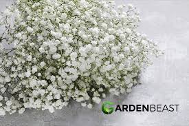 Attēlu rezultāti vaicājumam “Gypsophila paniculata”