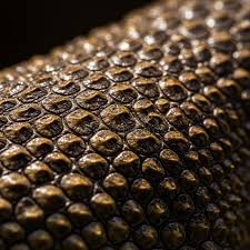 Image result for reptile scales