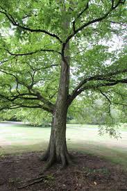 Attēlu rezultāti vaicājumam “Ulmus laevis”