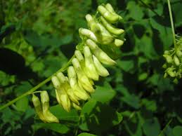 Attēlu rezultāti vaicājumam “Vicia pisiformis”