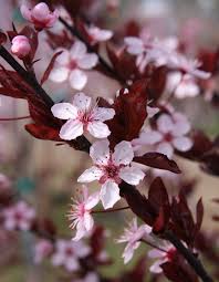 Attēlu rezultāti vaicājumam “Prunus cerasifera flower”