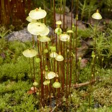 Attēlu rezultāti vaicājumam “Splachnum ampullaceum”