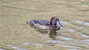 Image result for Aythya fuligula