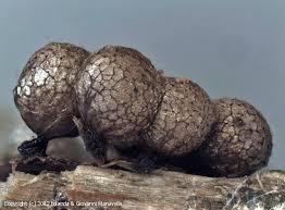 Attēlu rezultāti vaicājumam “Cribraria argillacea”