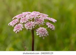 Attēlu rezultāti vaicājumam “Pimpinella saxifraga flower”