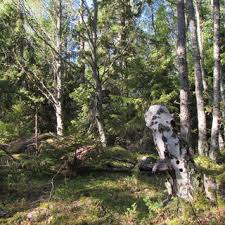 Attēlu rezultāti vaicājumam “Cribraria intricata”