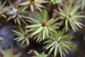 Attēlu rezultāti vaicājumam “Pogonatum dentatum”