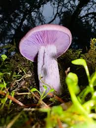 Attēlu rezultāti vaicājumam “Hemitrichia decipiens var. hemitrichoides”