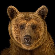 Image result for brown bear
