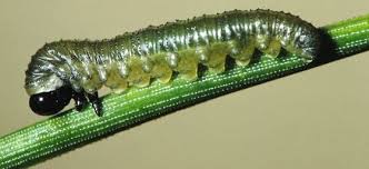 Attēlu rezultāti vaicājumam “Neodiprion sertifer”