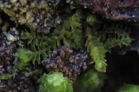 Attēlu rezultāti vaicājumam “Lophozia longidens”