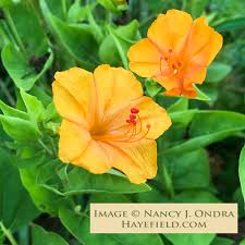 Image result for Mirabilis jalapa