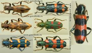 Attēlu rezultāti vaicājumam “Cleridae”