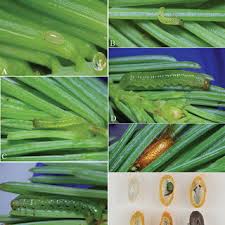 Attēlu rezultāti vaicājumam “Pristiphora maesta larva”