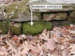 Attēlu rezultāti vaicājumam “Anomodon attenuatus sporophyte”