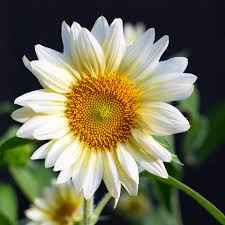 Image result for Sonnenblume