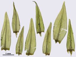 Attēlu rezultāti vaicājumam “Aulacomnium”