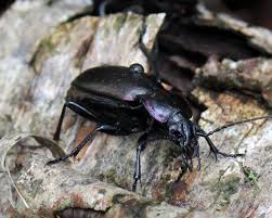 Attēlu rezultāti vaicājumam “Carabus nemoralis”