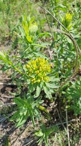 Attēlu rezultāti vaicājumam “Euphorbia palustris flower”