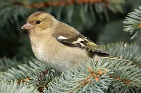 Attēlu rezultāti vaicājumam “Fringilla coelebs”