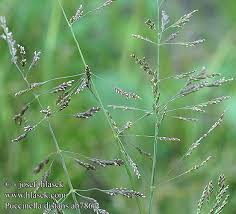 Attēlu rezultāti vaicājumam “Puccinellia distans”