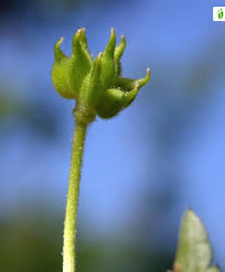 Attēlu rezultāti vaicājumam “Anemone ranunculoides bud”