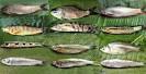 Classification of Cypriniformes | Bangladesh Fisheries Information ...