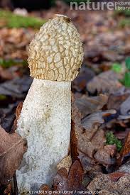 Attēlu rezultāti vaicājumam “Phallus impudicus”