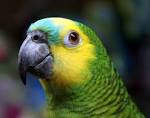 File:Blue-fronted Amazon (Amazona aestiva)-head-8.jpg - Wikipedia ...