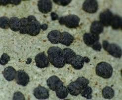 Attēlu rezultāti vaicājumam “Megalaria grossa”