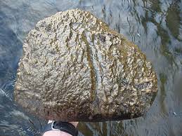 Attēlu rezultāti vaicājumam “Diderma crustaceum sessile”