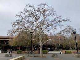 Attēlu rezultāti vaicājumam “Platanus x hispanica (syn. Platanus x acerifolia)”