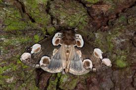 Attēlu rezultāti vaicājumam “Thyatira batis imago”