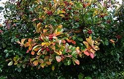 Attēlu rezultāti vaicājumam “Crataegus persimilis fruit”