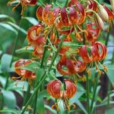 Image result for Lilium martagon `Arabian Night`