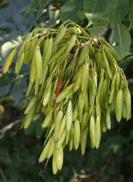 Attēlu rezultāti vaicājumam “Fraxinus excelsior Pendula female flower”