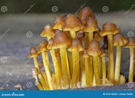 Attēlu rezultāti vaicājumam “Mycena renati”